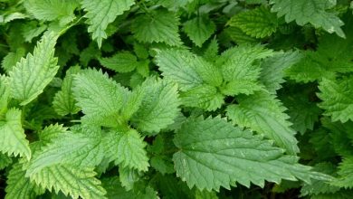 Nettle Leaves